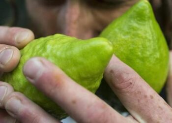 Compra smartphone su web e arriva un limone, denunciato calabrese