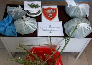 Coltivava marijuana in casa, arrestato 44enne a Reggio Calabria