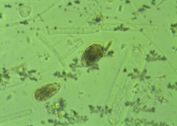 L’alga invisibile ‘Ostreopsis ovata’ trovata nel mare calabrese