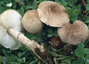 Mangia funghi velenosi, salvata donna nel catanzarese: ‘caso gravissimo’