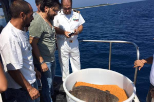 liberazione-tartaruga-rocco-a-ciro-marina