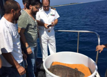 Tartarughe, ‘Assunta’ e ‘Rocco’ tornano liberi nel mar Ionio