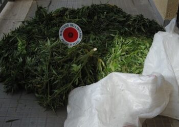 Sequestrati a Crotone 16 kg di marijuana, erano in un casolare abbandonato