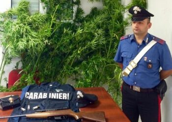Piante di marijuana nascoste tra filari dei vitigni cirotani