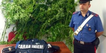 Piante di marijuana nascoste tra filari dei vitigni cirotani