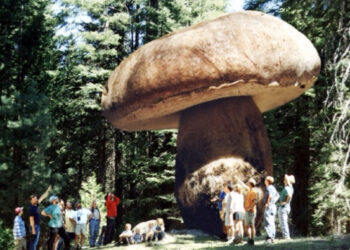 Raccolta funghi, troppi spiacevoli episodi: ecco alcune regole