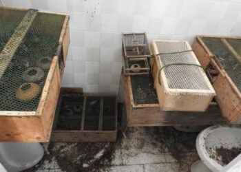 Torretta, liberati 50 cardellini catturati sulle sponde del Nica’