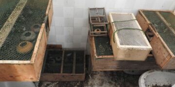 Torretta, liberati 50 cardellini catturati sulle sponde del Nica’