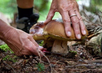 Si perdono cercando funghi in Sila, salvata coppia di anziani rossanese