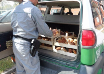 Vendeva abusivamente funghi in Sila, sequestrati 30 kg di porcini