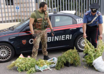 Blitz in villa a Crotone, sequestrati 12 kg di marijuana: in manette 48enne