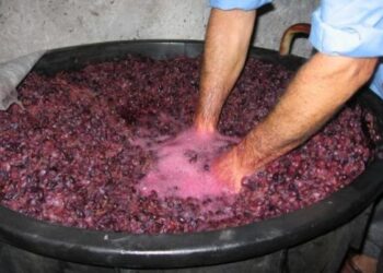 Vendemmia 2016, Coldiretti: ‘regione Calabria autorizza zuccheraggio’