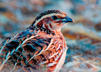 Fame di caccia alle quaglie ma con richiami illegali, sequestri nel crotonese