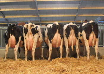 Blue Tongue: sblocco movimentazione bovini soluzione a portata di mano