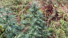 I Carabinieri di Ciro’ sequestrano una piantagione di Marijuana alta 3 metri