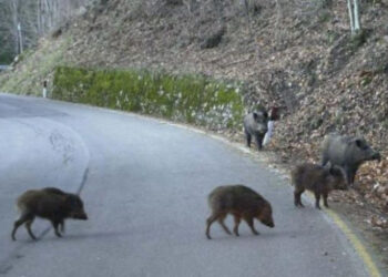 Emergenza cinghiali: le proposte della Coldiretti ad una assemblea a Vibo Valentia