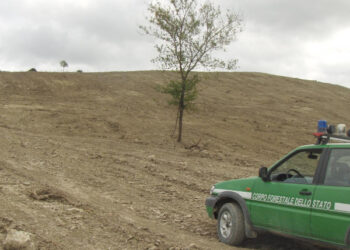 Umbriatico, Disbosca un area di 9 ettari, denunciato dalla Forestale
