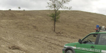Umbriatico, Disbosca un area di 9 ettari, denunciato dalla Forestale