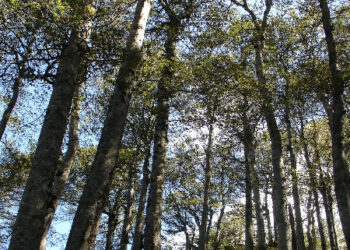 La Vetusta di Faggio del Pollino, candidata a patrimonio mondiale dell’Unesco