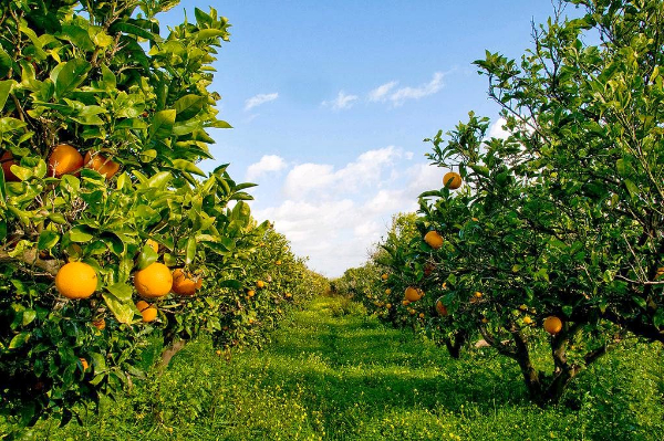 Agrumicoltura, Coldiretti: la visita del Ministro Martina a Rosarno una grande occasione