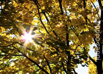 Prima edizione del Concorso per bambini “i colori e le forme dell’autunno”