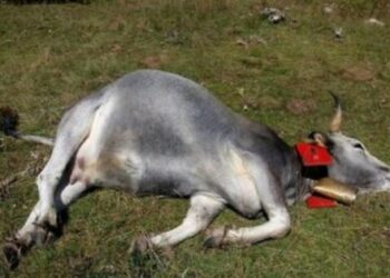 10 bovini uccisi a colpi di fucile nel Parco Nazionale della Sila