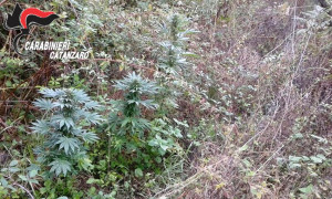 cannabis-soveria-carabinieri