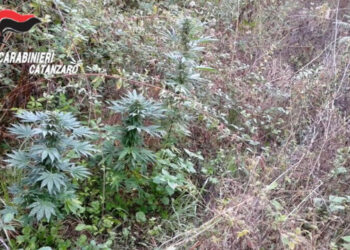 Soveria Mannelli, Scovata dai Carabinieri una piantagione di cannabis indica