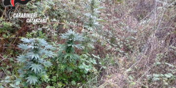 Soveria Mannelli, Scovata dai Carabinieri una piantagione di cannabis indica