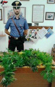 cannabis-soveria-carabinieri2