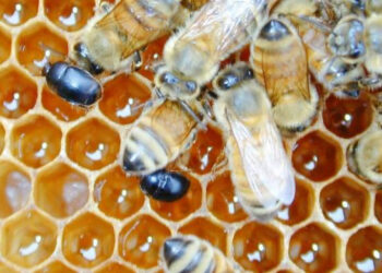 Calabria, Apicolura a rischio per il coleottero che attacca gli alveari