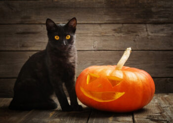 Gatti neri ad alto rischio durante la notte di Halloween