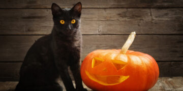 Gatti neri ad alto rischio durante la notte di Halloween