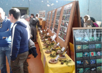 Prossimamente la XVII mostra  micologica “Città di Catanzaro”