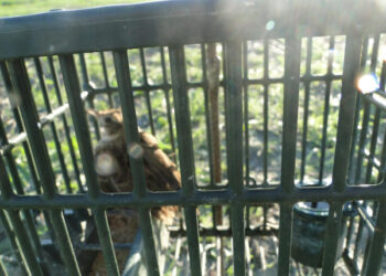 Guardie Ecozoofile, denunciati quattro cacciatori per maltrattamento di Allodole