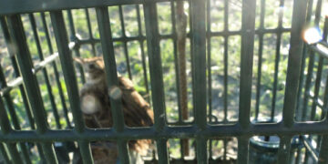 Guardie Ecozoofile, denunciati quattro cacciatori per maltrattamento di Allodole