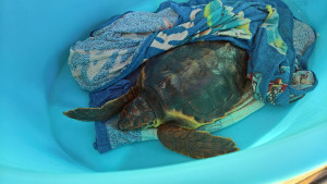 tartaruga-caretta-caretta