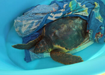 Recuperata Angela sulla foce del Neto, la tartaruga caretta caretta