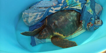 Recuperata Angela sulla foce del Neto, la tartaruga caretta caretta