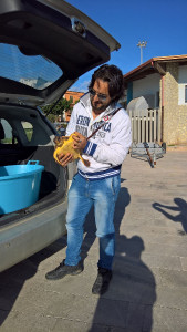 tartaruga-caretta-caretta1