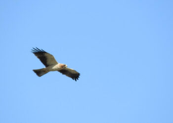 Le Aquile dell’est Europa sorvolano in questi giorni il cielo di Ciro’ Marina