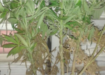 Circoli e Bar nel mirino della Polizia di Stato