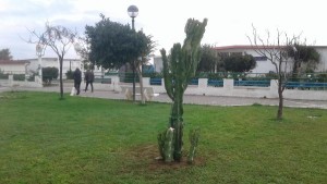 grazie-ai-cittadini-e-comune-continua-limpegno-di-citta-pulita-sul-decoro-urbano11