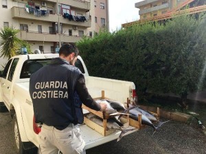 la-capitaneria-di-porto-di-crotone-confisca-300-kg-di-tonno
