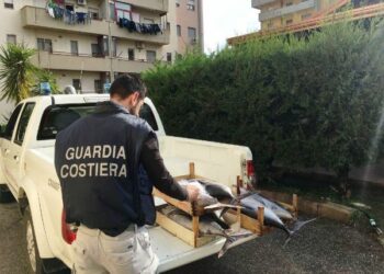 La Capitaneria di Porto di Crotone confisca 300 kg di tonno