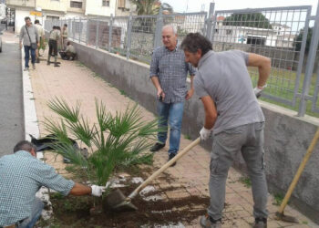 Ciro’ Marina, Nuova vegetazione ornamentale in Citta grazie a Citta’ Pulita