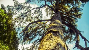 serata-conviviale-annuale-del-fai-dedicata-a-i-giganti-della-sila-di-fallistro