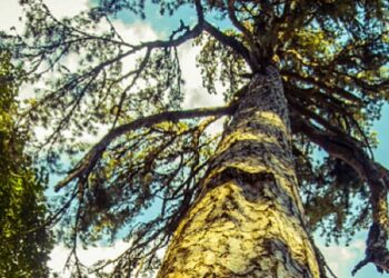 Serata conviviale annuale del FAI, dedicata a “I Giganti della Sila” di Fallistro