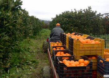 Coldiretti Calabria: iniziata la raccolta degli agrumi, al via il prezzo giusto alla produzione
