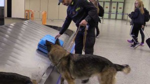 cane-antidroga-finanza